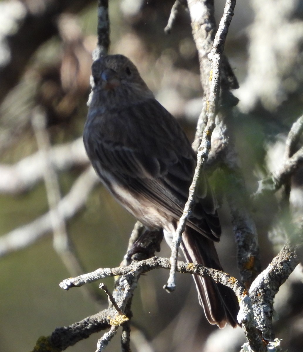 House Finch - ML643781885