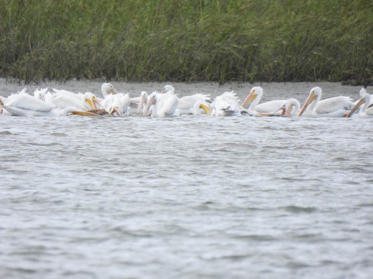 American White Pelican - ML643781886
