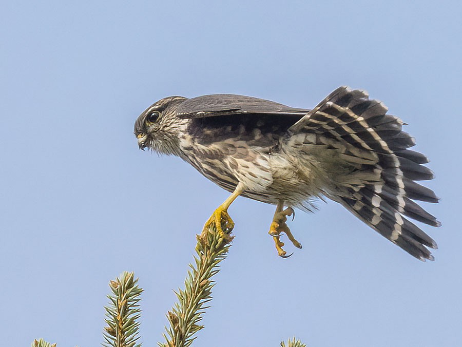 Merlin - ML643781887