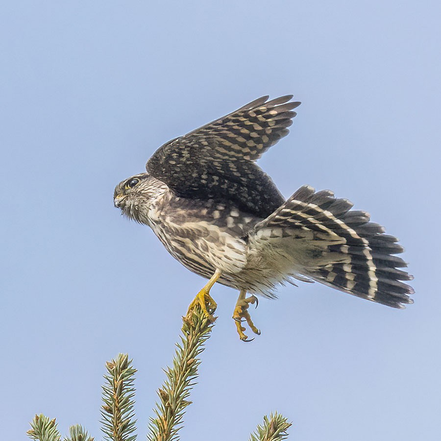 Merlin - ML643781888