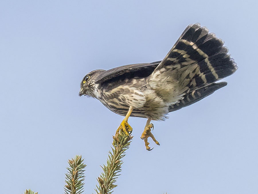 Merlin - ML643781889