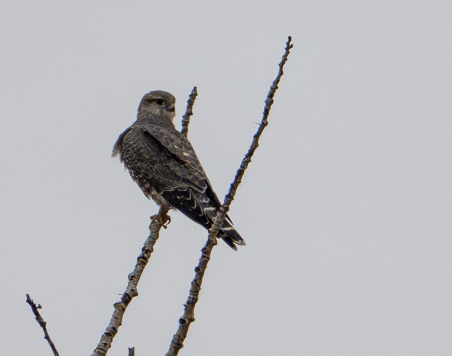 Merlin - ML643781891