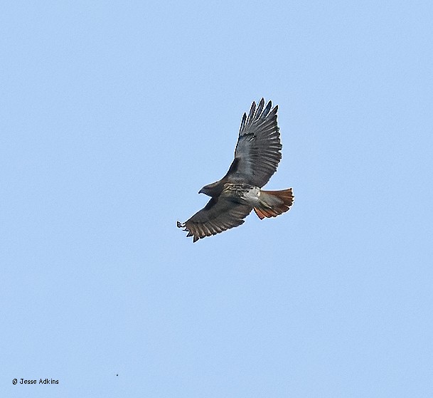 Red-tailed Hawk (borealis) - ML643781892
