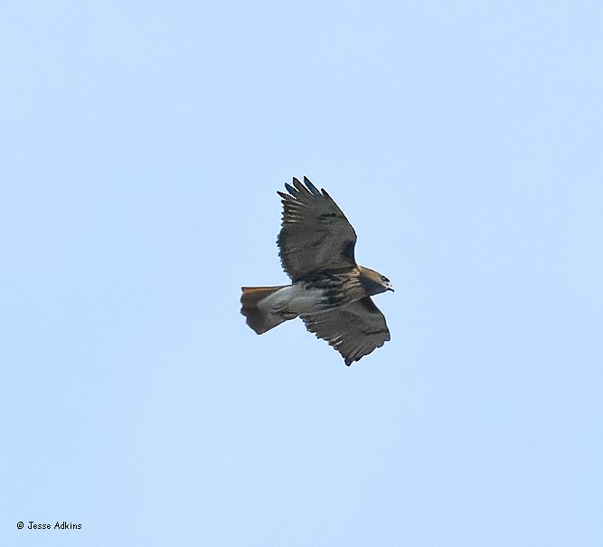 Red-tailed Hawk (borealis) - ML643781893