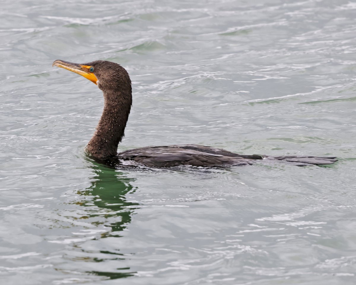 Double-crested Cormorant - ML643781894