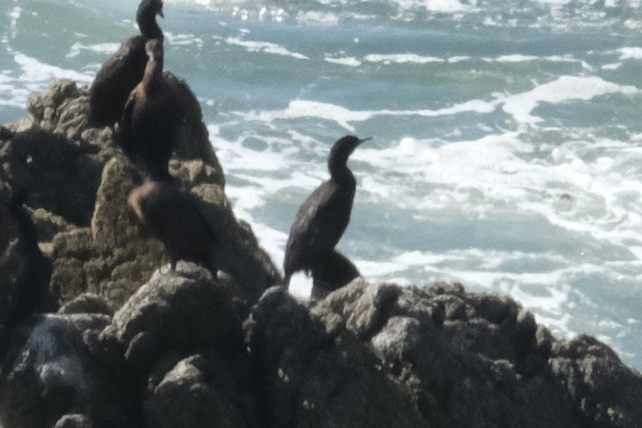 Pelagic Cormorant - ML643781895