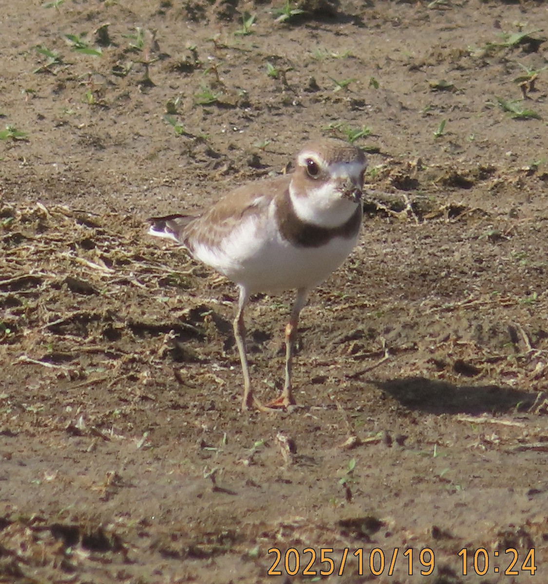 Semipalmated Plover - ML643781914
