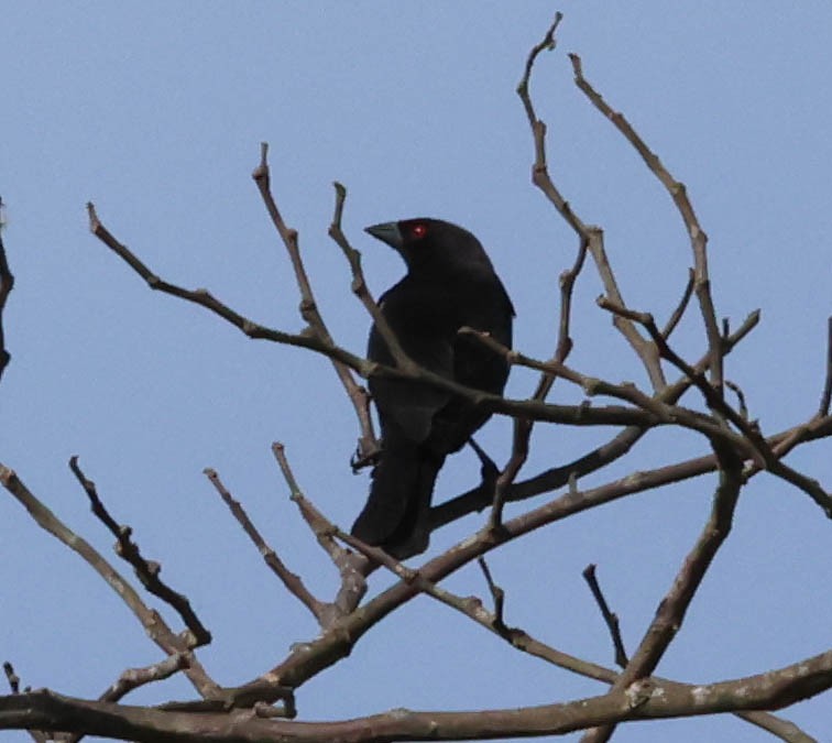 Bronzed Cowbird - ML643781939