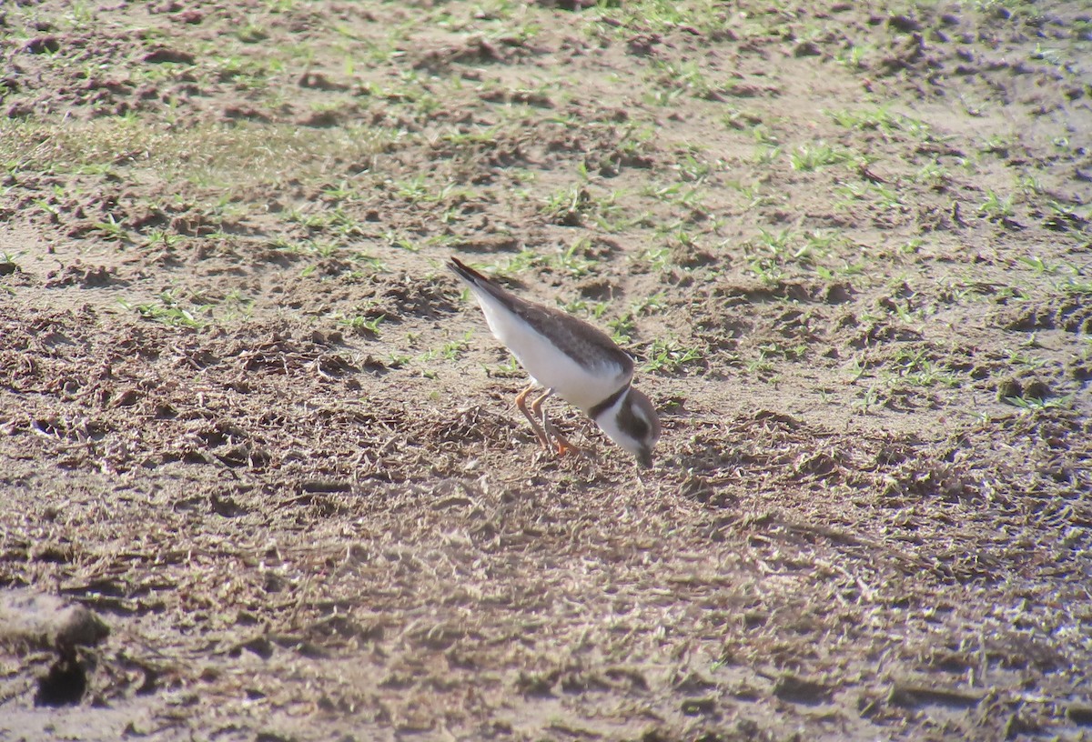 Semipalmated Plover - ML643781953
