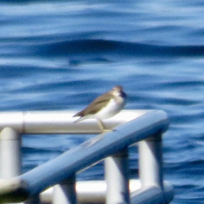 Drosseluferläufer - ML643781984