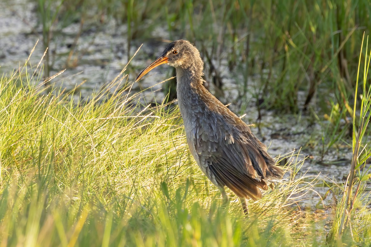 Clapper Rail - ML643781987