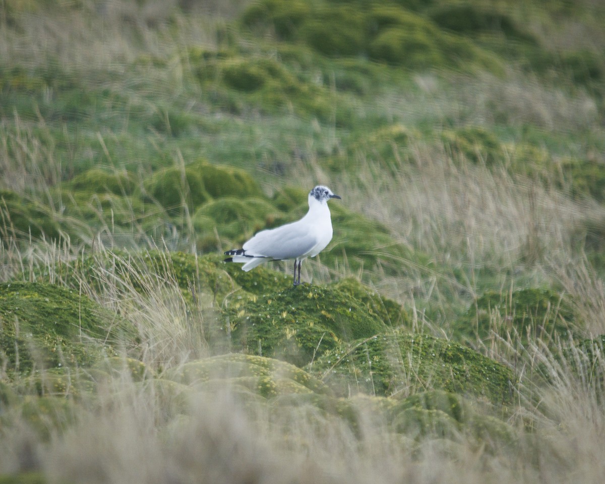 Gaviota Andina - ML643781990