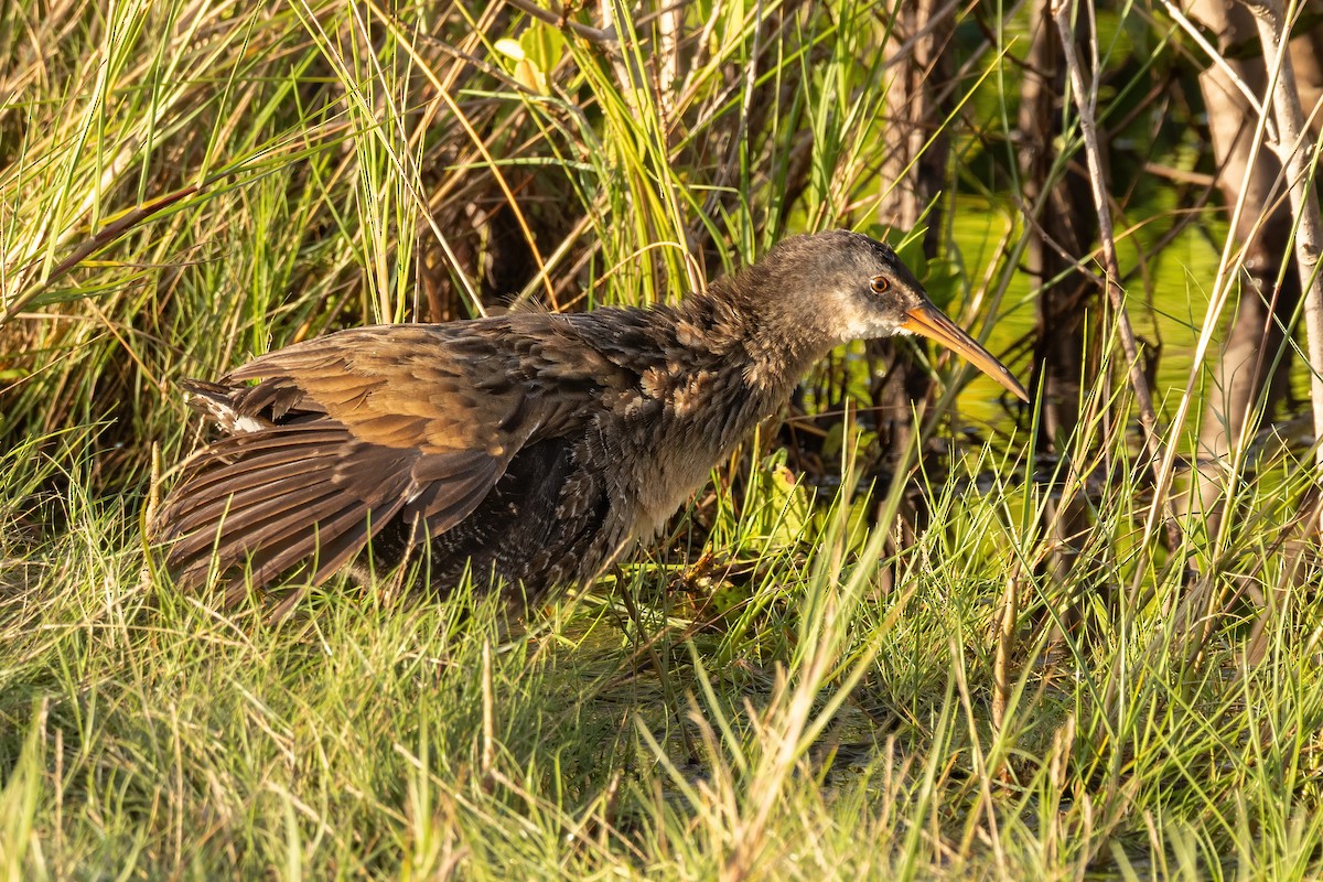 Clapper Rail - ML643781991