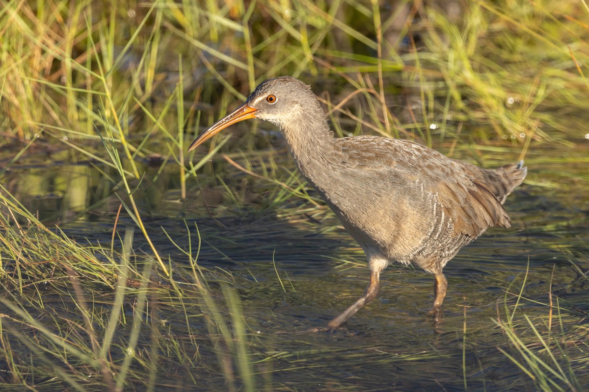 Clapper Rail - ML643781996