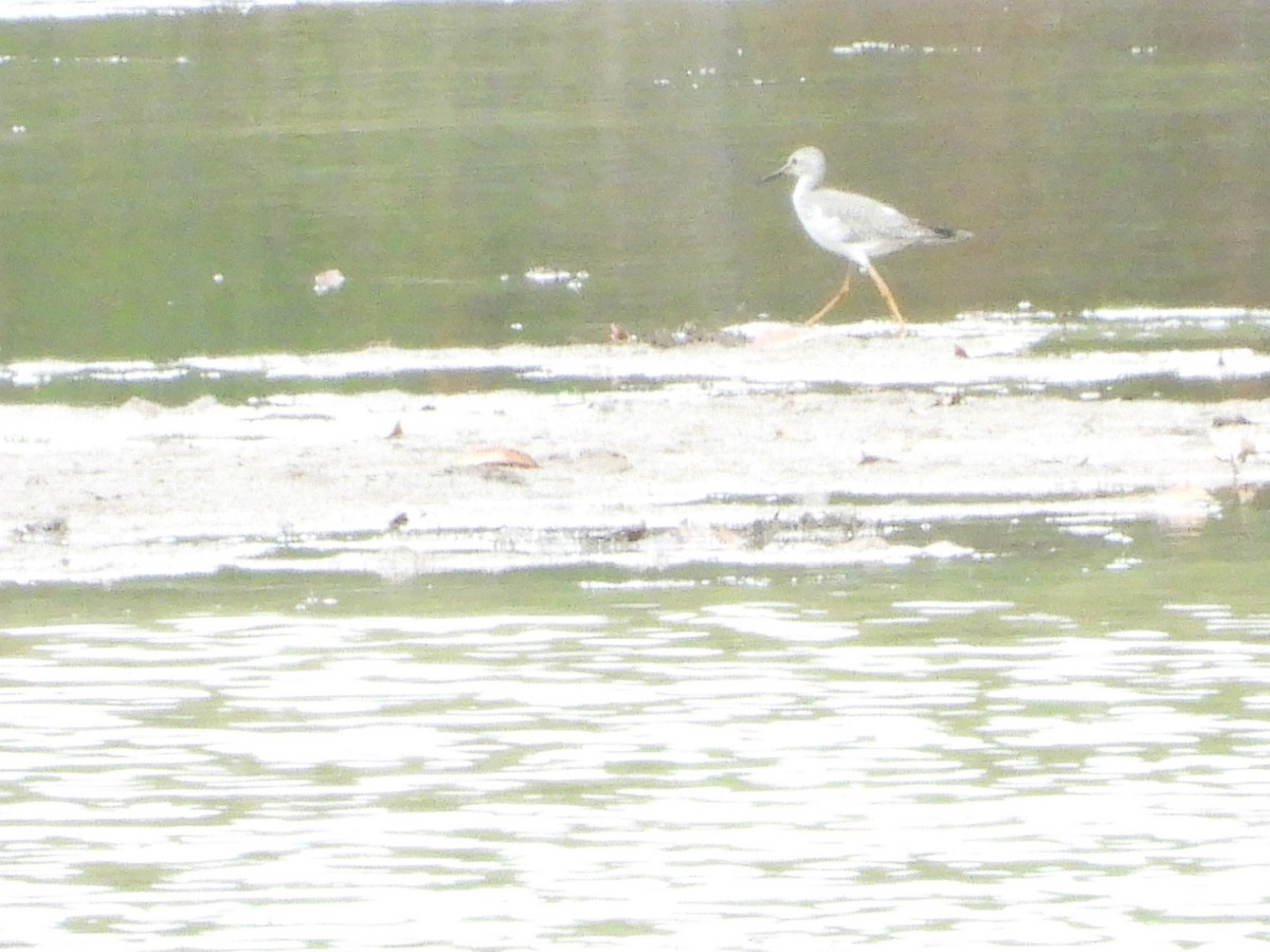 gulbeinsnipe - ML643782001