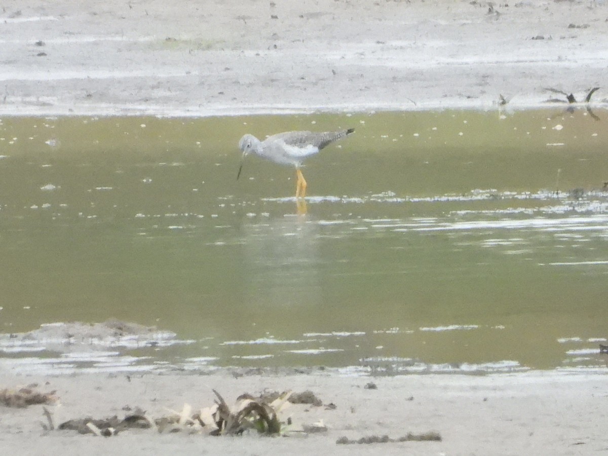 plystresnipe - ML643782003