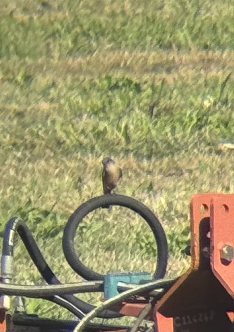 Say's Phoebe - ML643782028