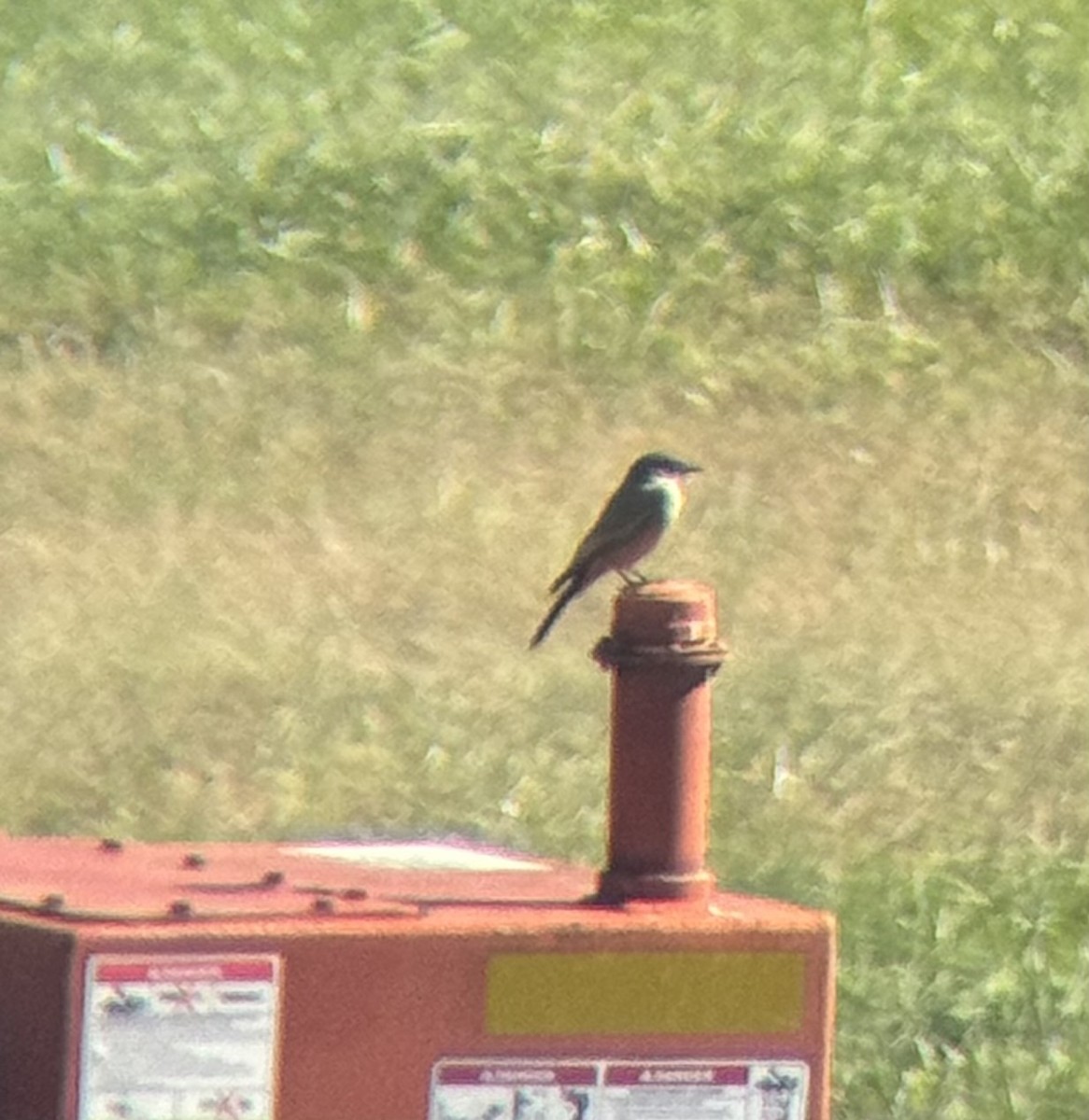 Say's Phoebe - ML643782029