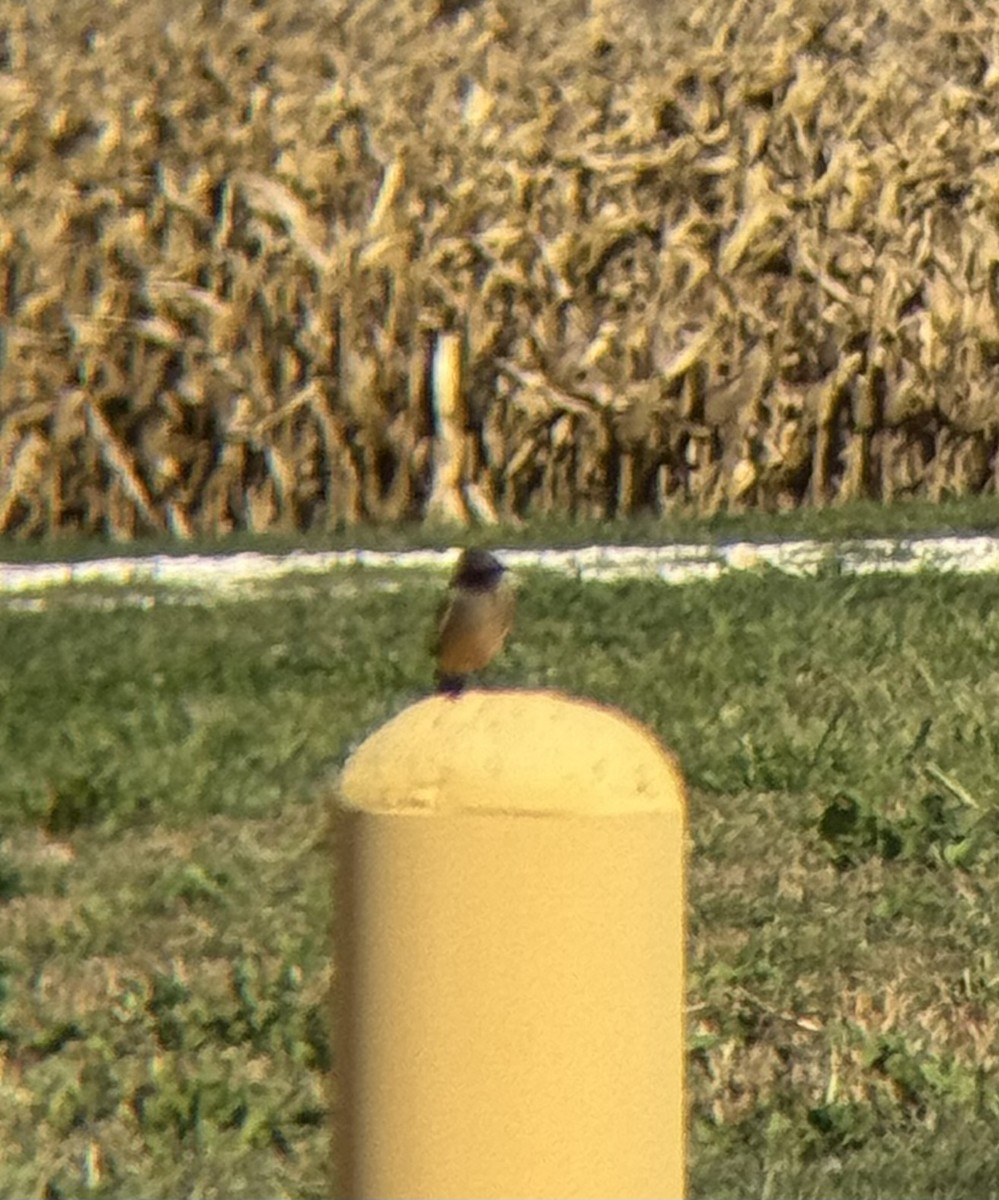 Say's Phoebe - ML643782031