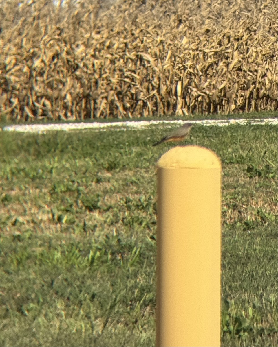 Say's Phoebe - ML643782032