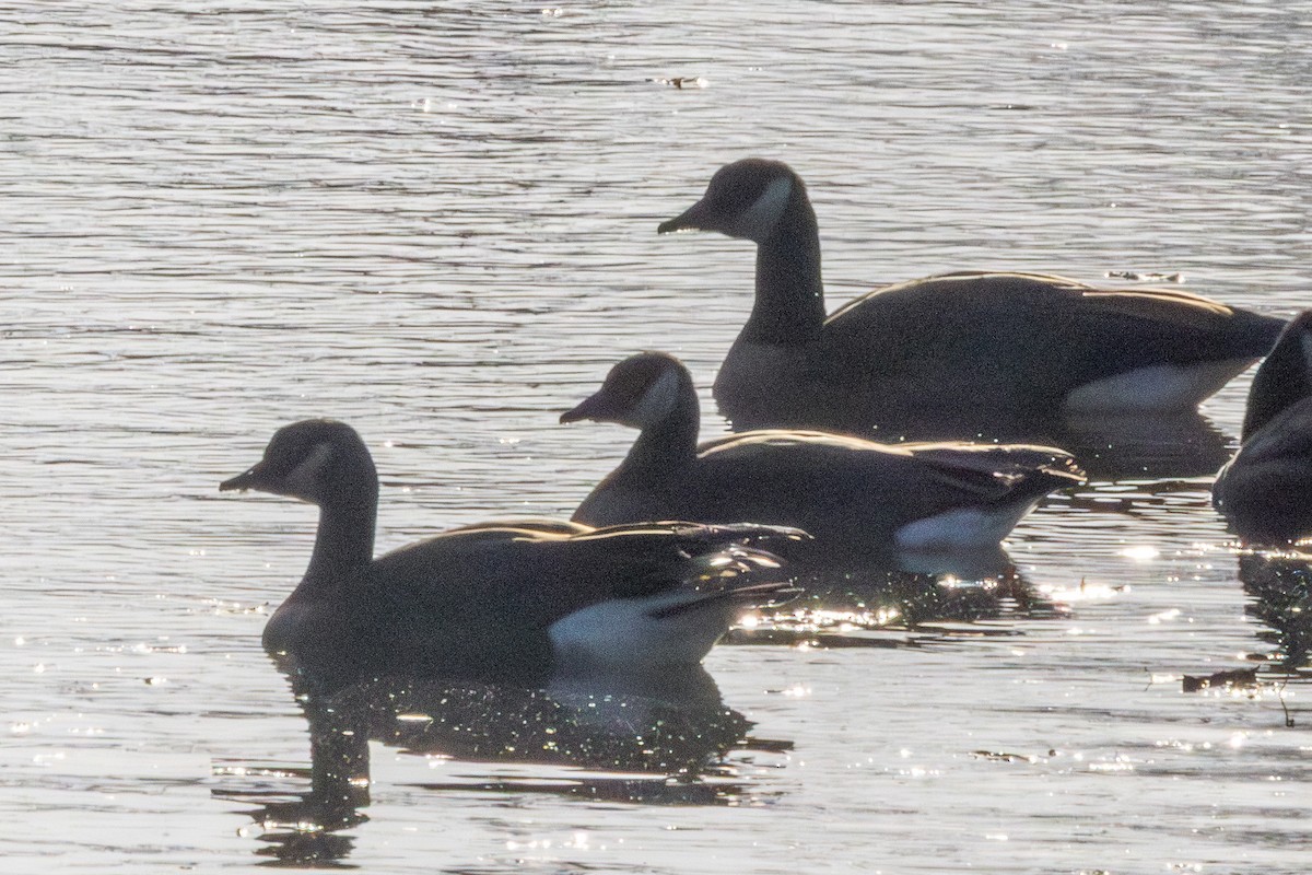 Харлаг/Канад галуу - ML643782080