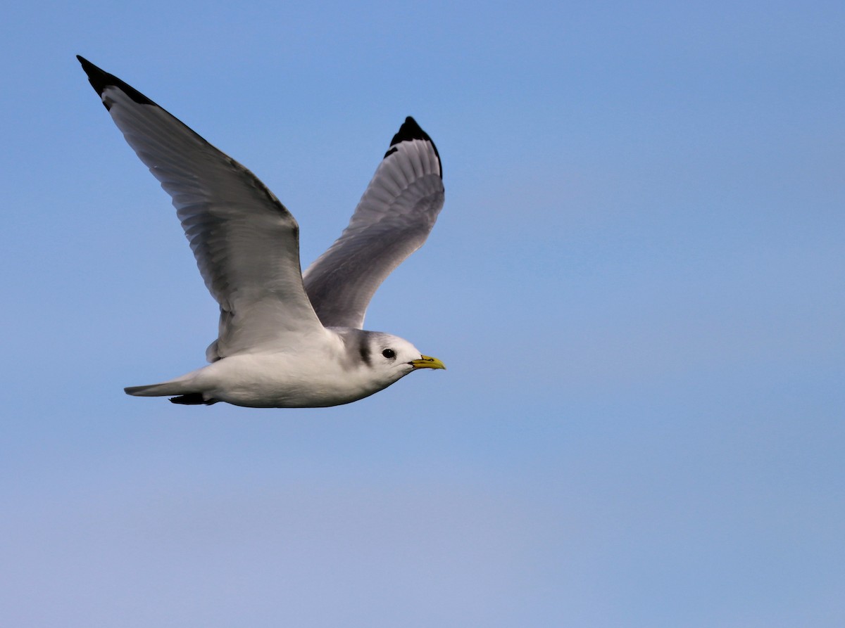Gaviota Tridáctila - ML643782081