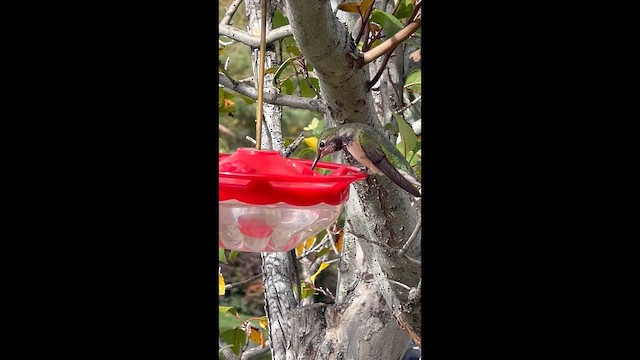 Broad-tailed Hummingbird - ML643782083