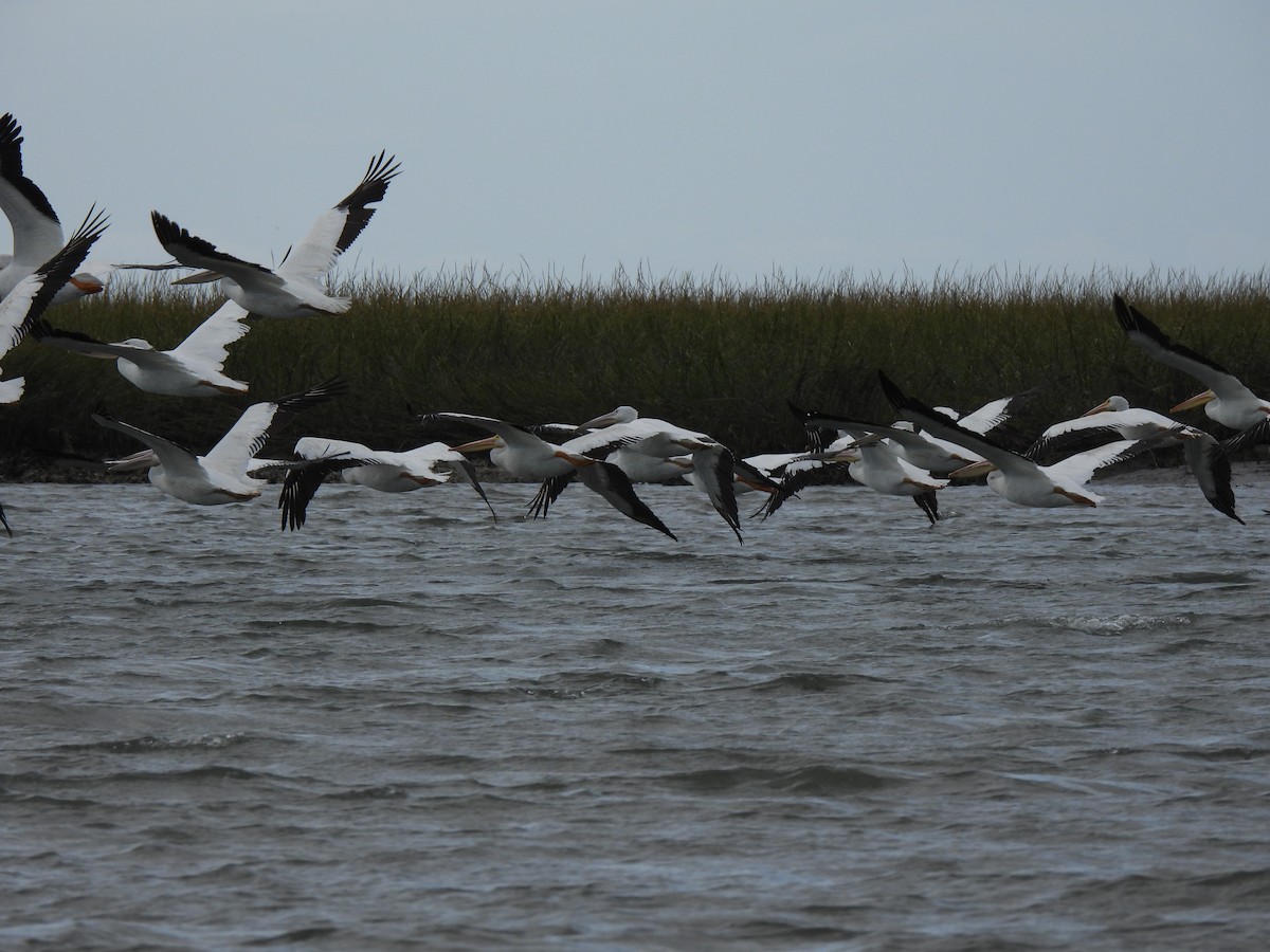 American White Pelican - ML643782088