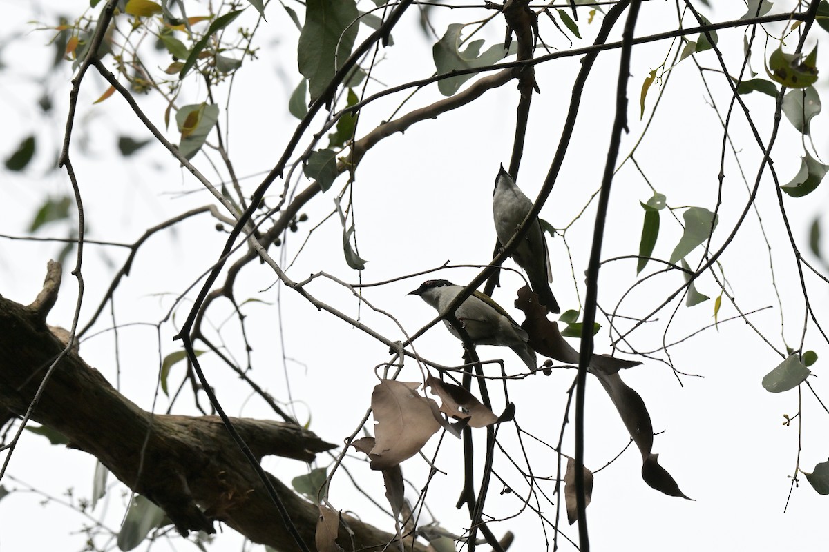 White-naped Honeyeater - ML643782095
