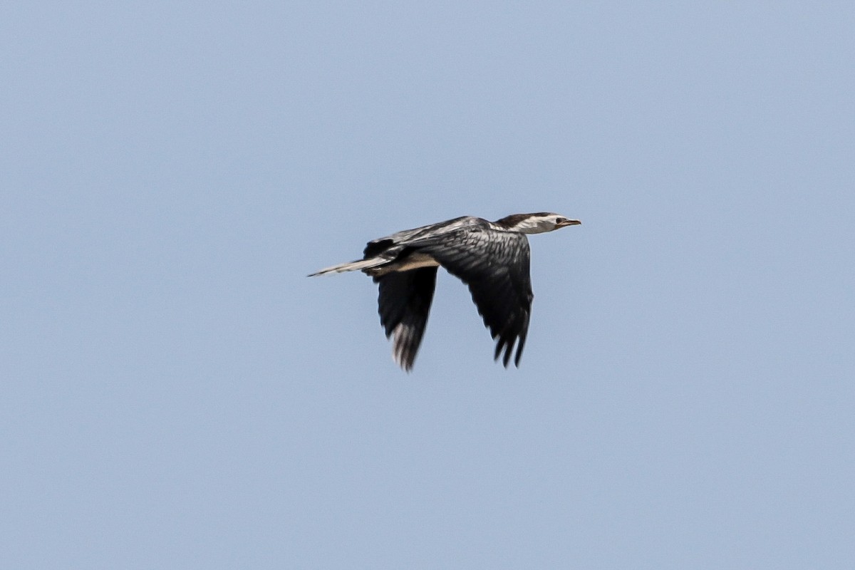 Little Pied Cormorant - ML643782096