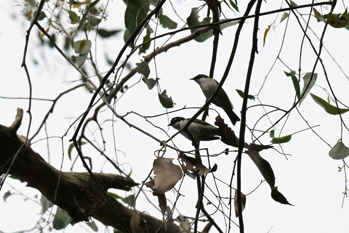 White-naped Honeyeater - ML643782097