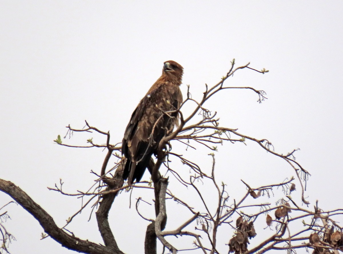 Tawny Eagle - ML643782107