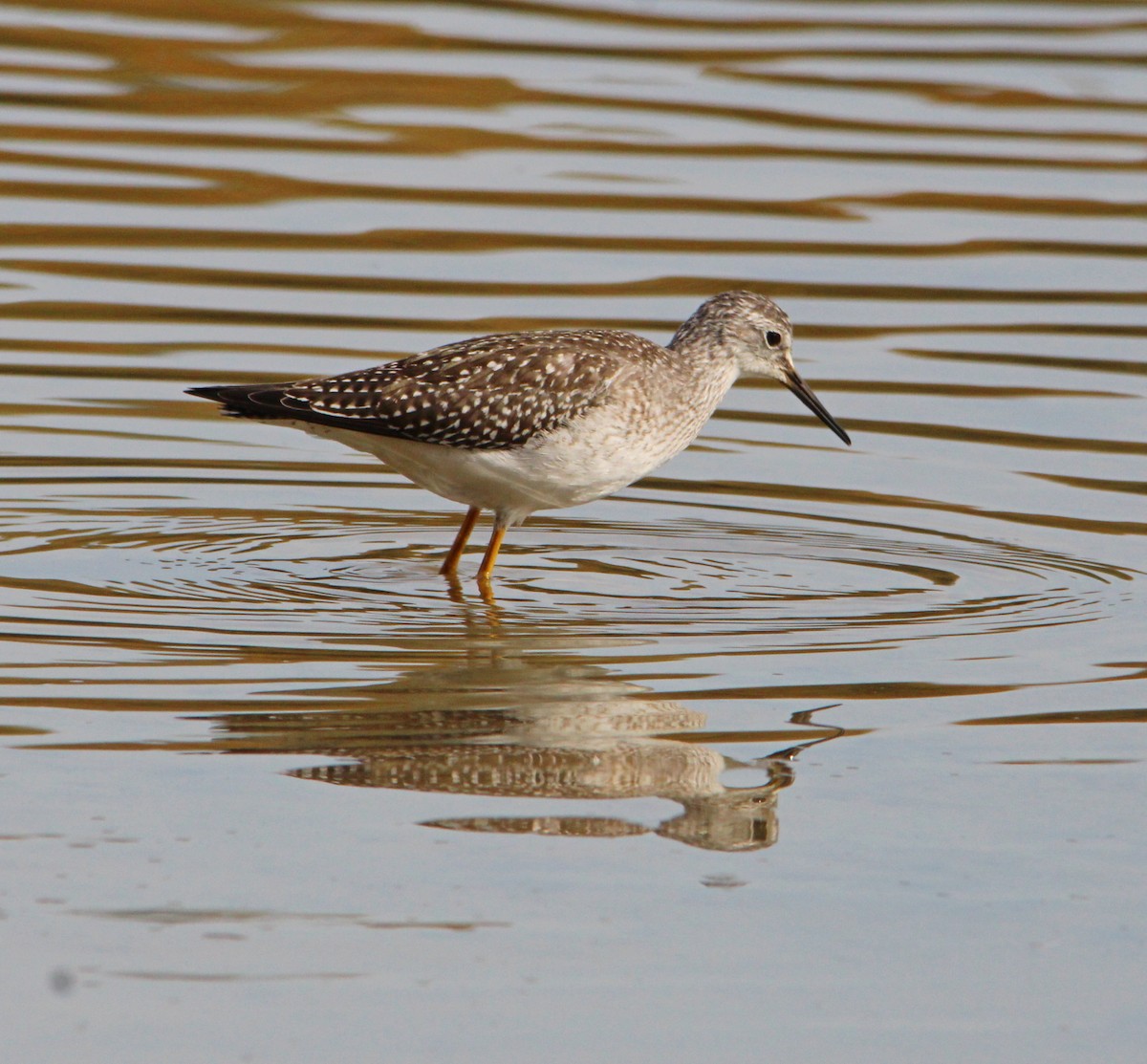 Lesser Yellowlegs - ML643782112