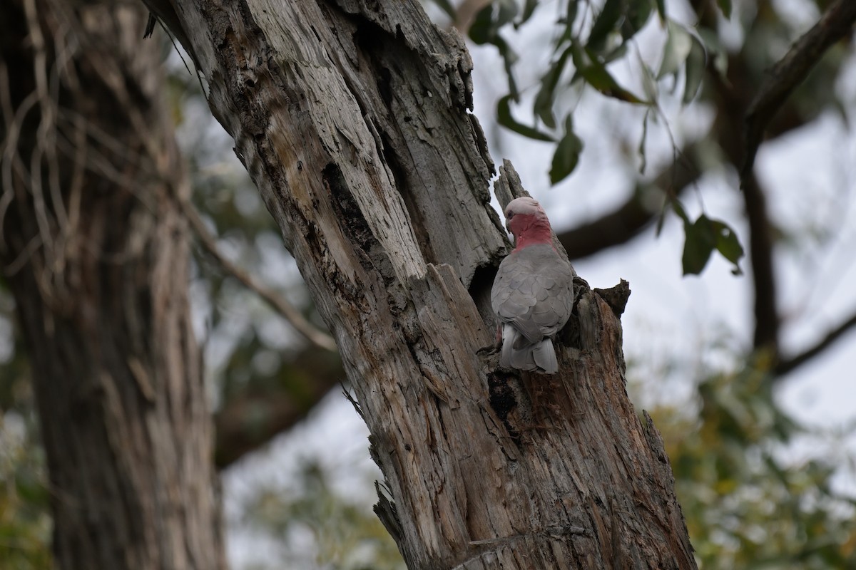 Galah - ML643782124