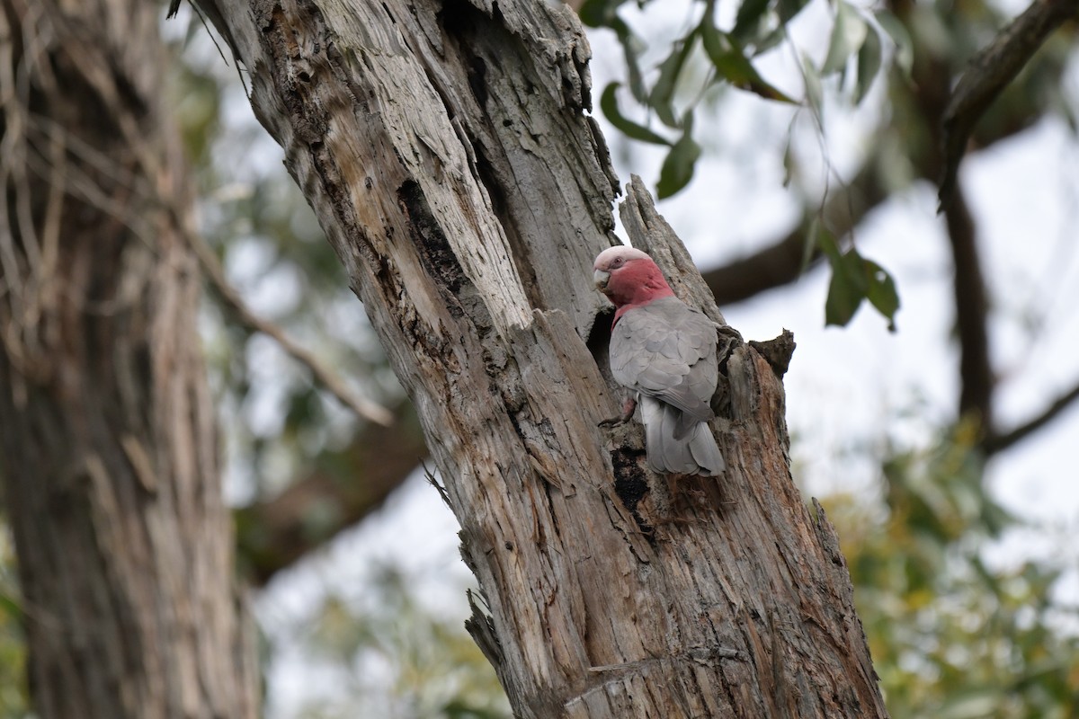 Galah - ML643782126