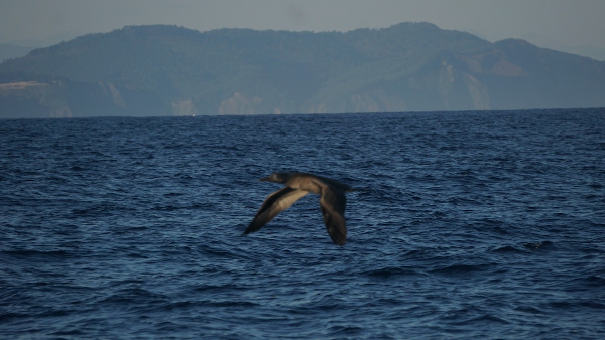 Northern Gannet - ML643782139
