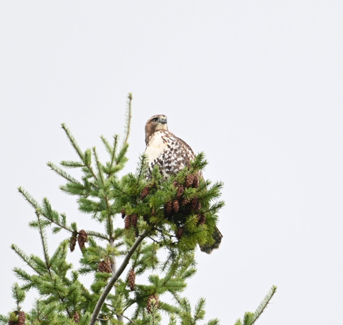 Red-tailed Hawk - ML643782140