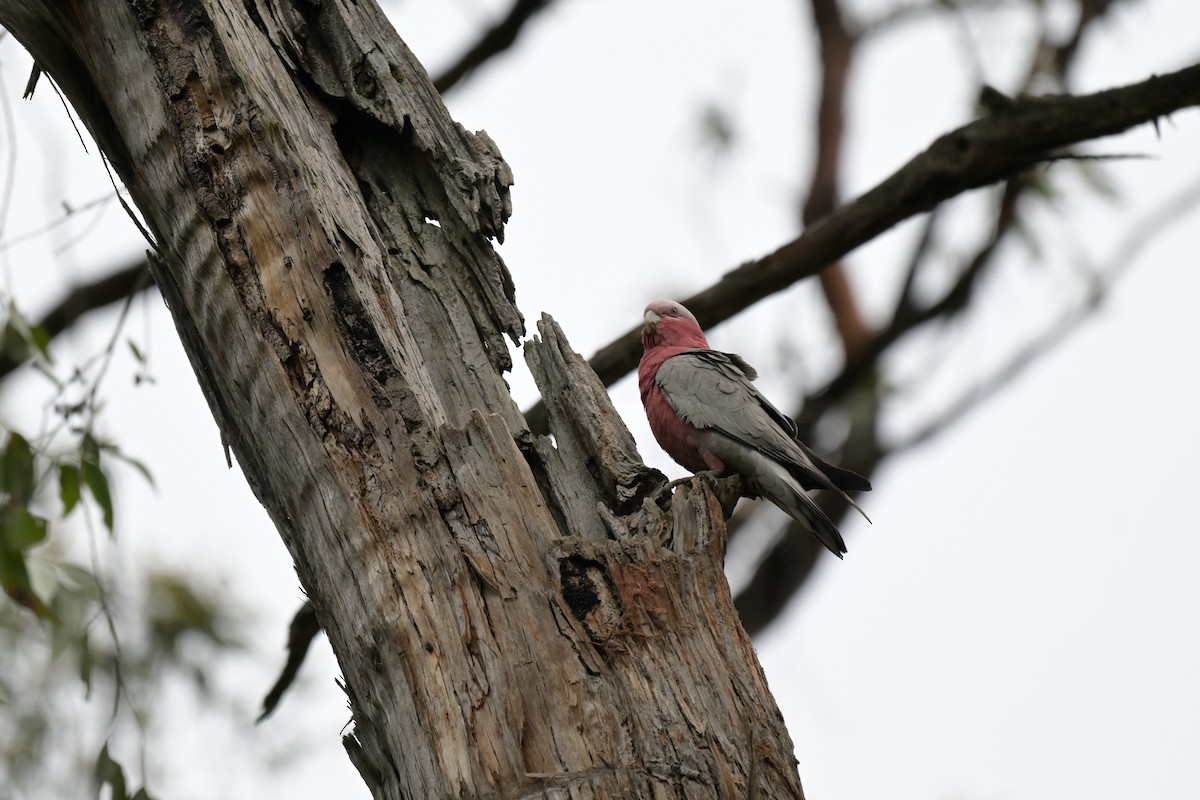 Galah - ML643782141