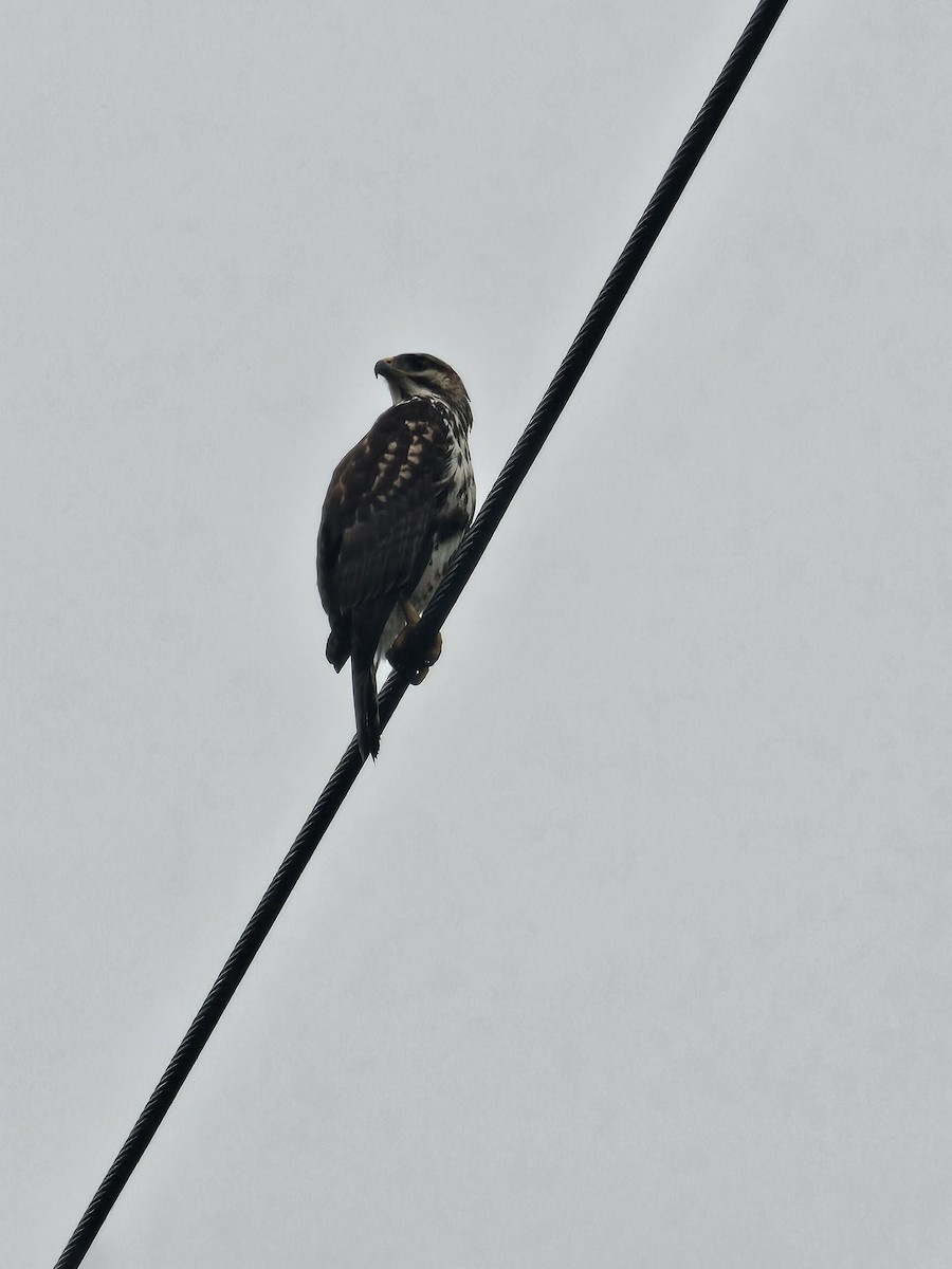 Gray Hawk - ML643782143