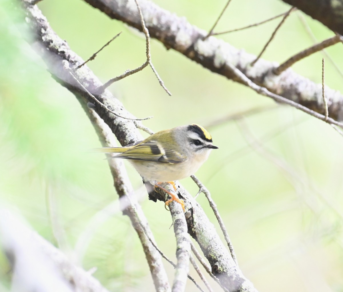 Golden-crowned Kinglet - ML643782153