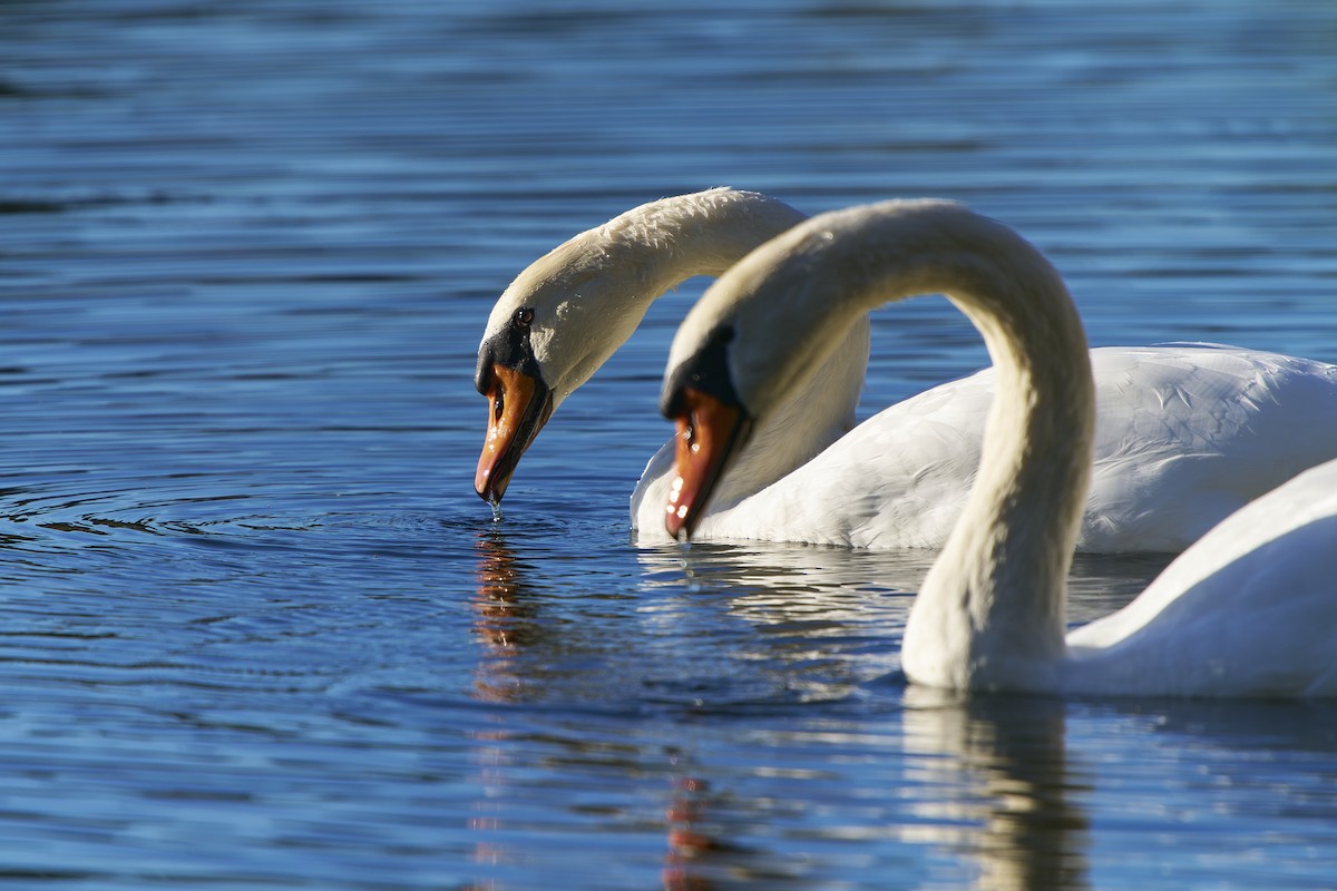 Mute Swan - ML643782154