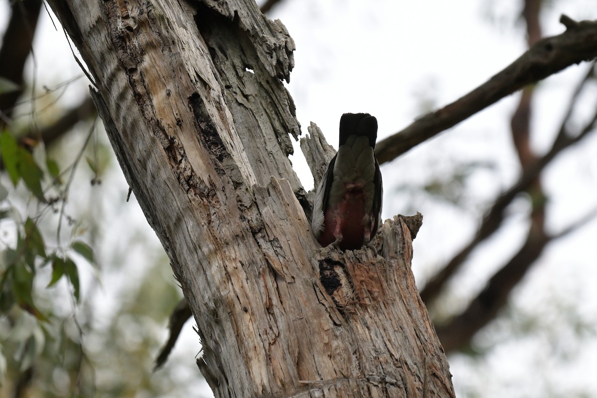 Galah - ML643782165