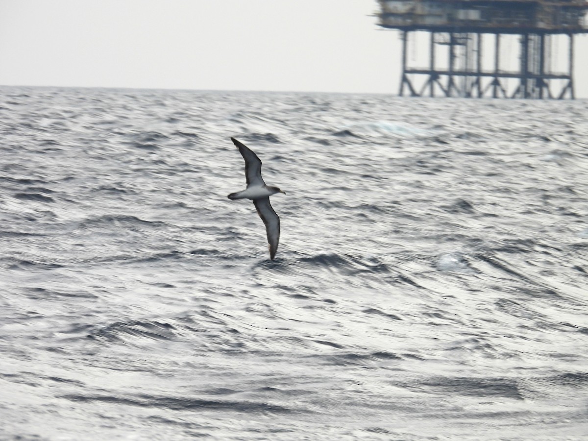Cory's/Scopoli's Shearwater - ML643782170