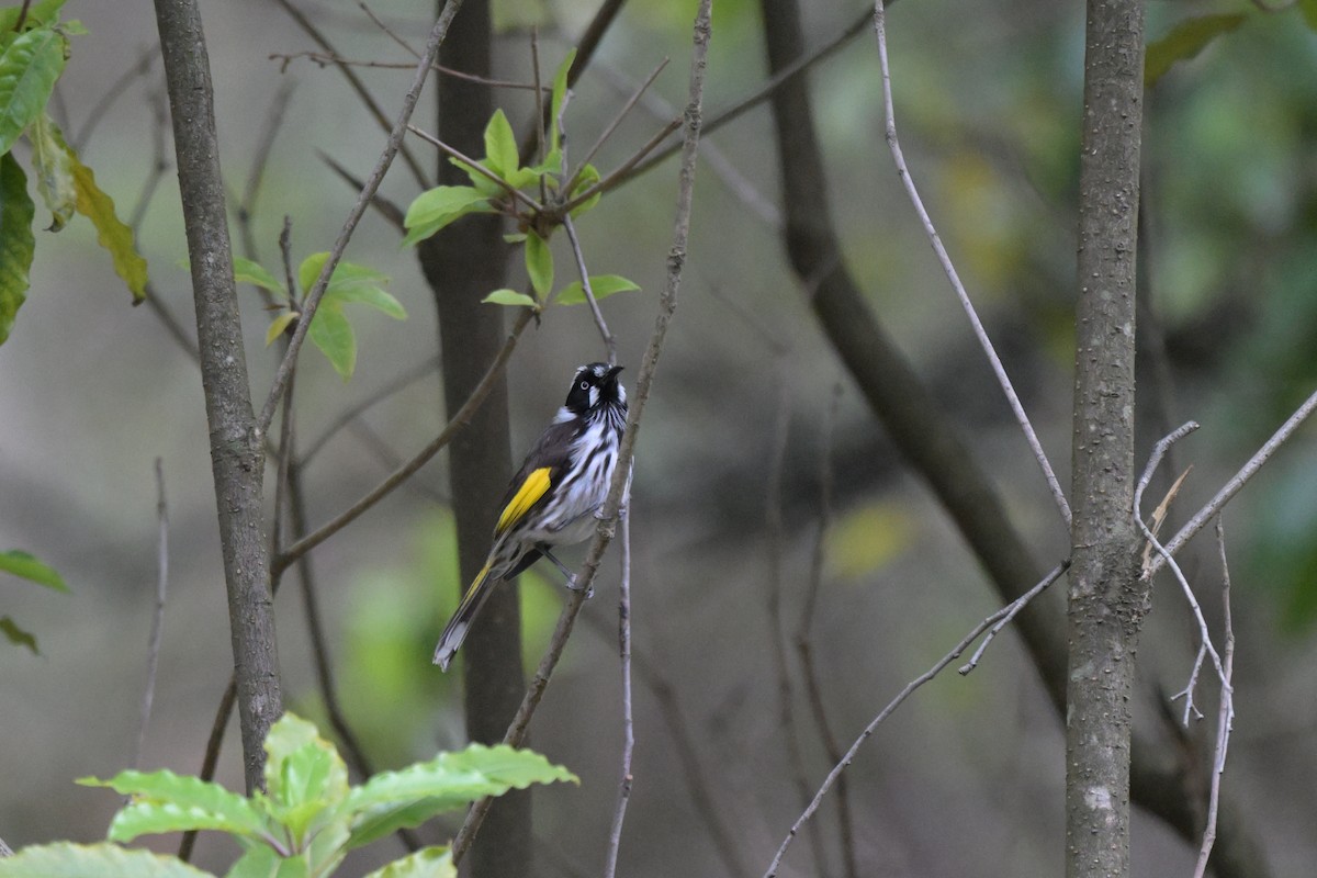 New Holland Honeyeater - ML643782171