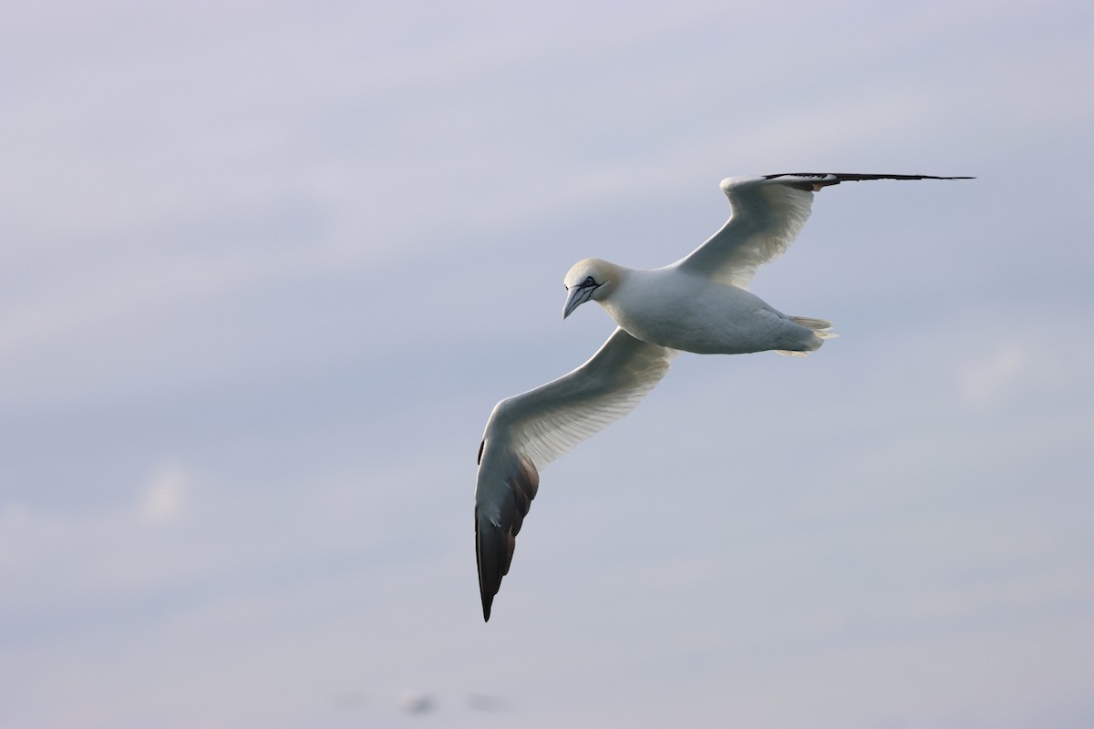 Northern Gannet - ML643782177
