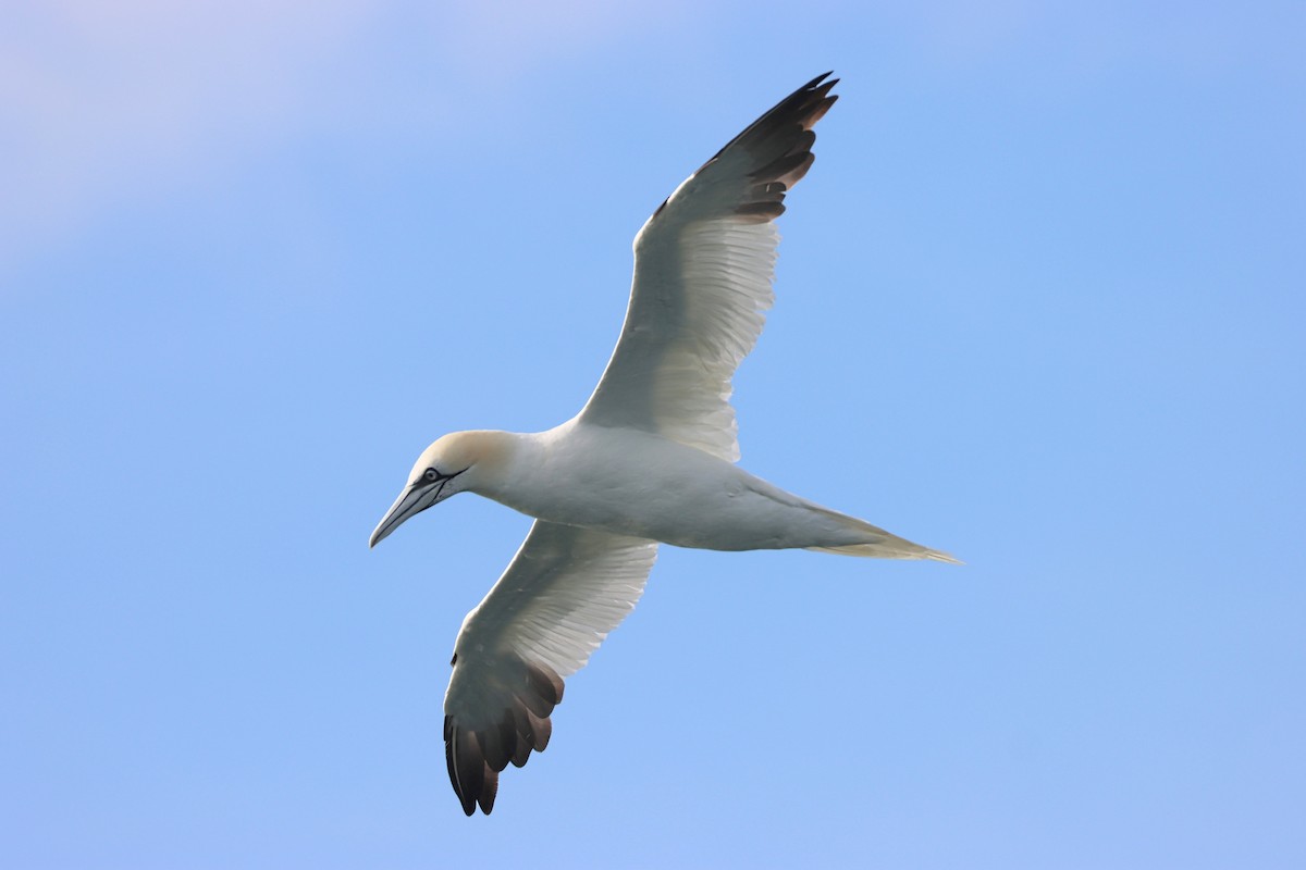 Northern Gannet - ML643782178