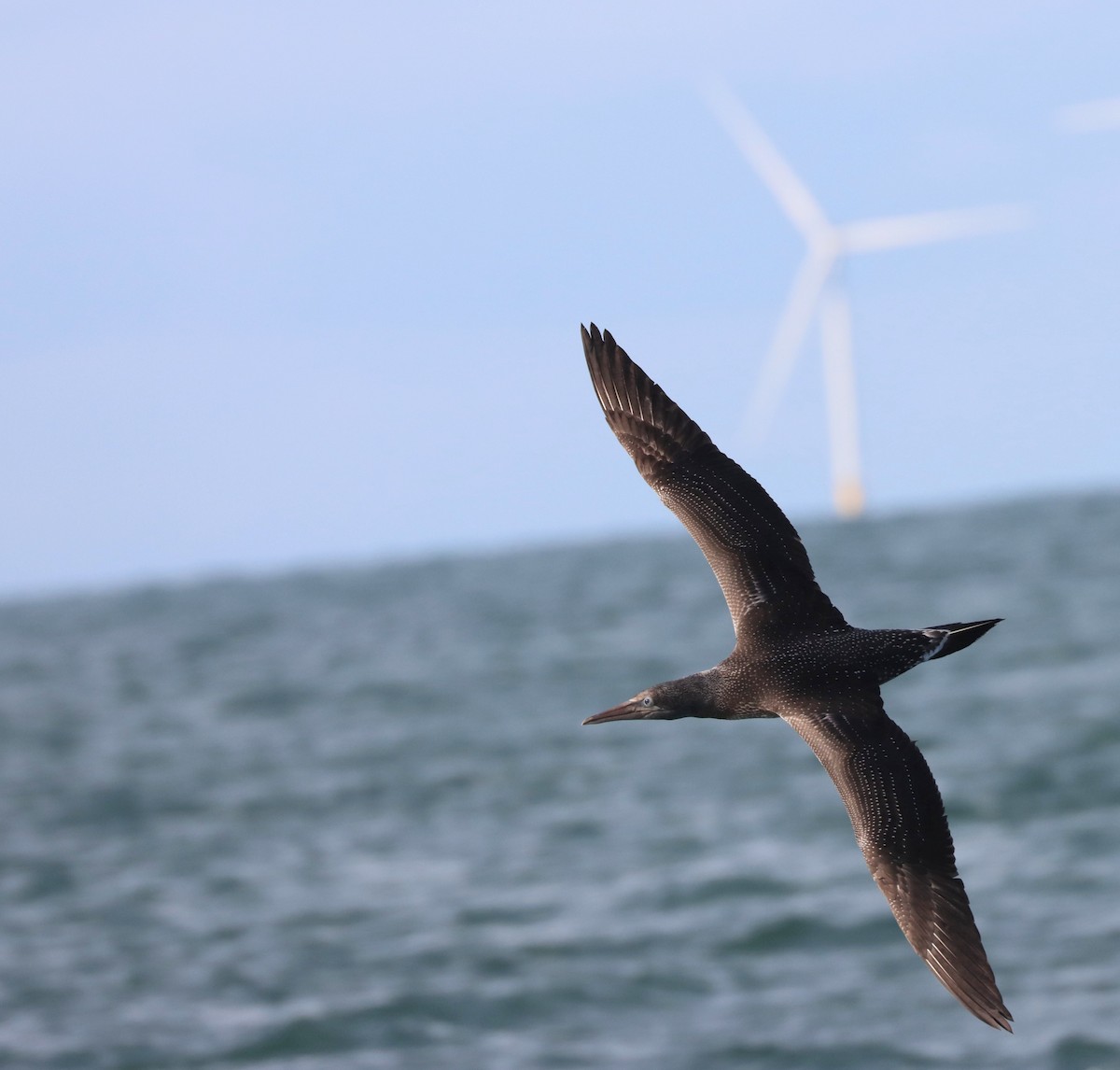 Northern Gannet - ML643782179