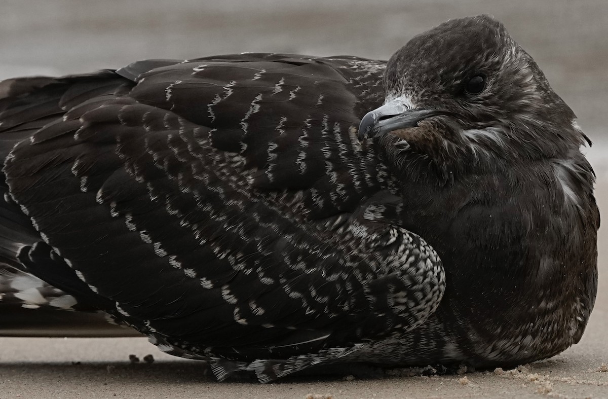 Parasitic Jaeger - ML643782181