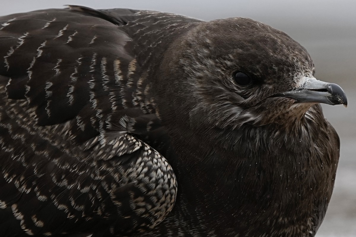 Parasitic Jaeger - ML643782182