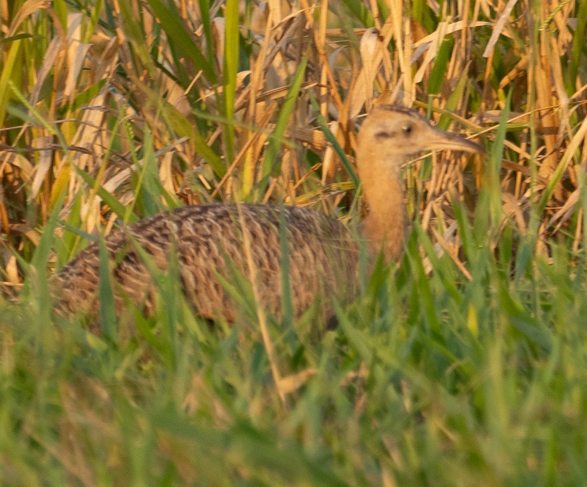 Red-winged Tinamou - ML643782186
